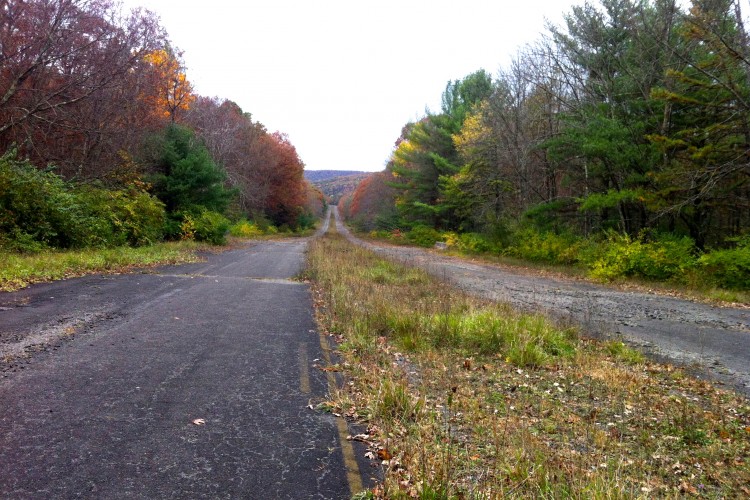 An empty, overgrown road dividing into two paths, surrounded by trees displaying autumn foliage. The scene features a mix of green and reddish-brown leaves, with a calm, cloudy sky above.
