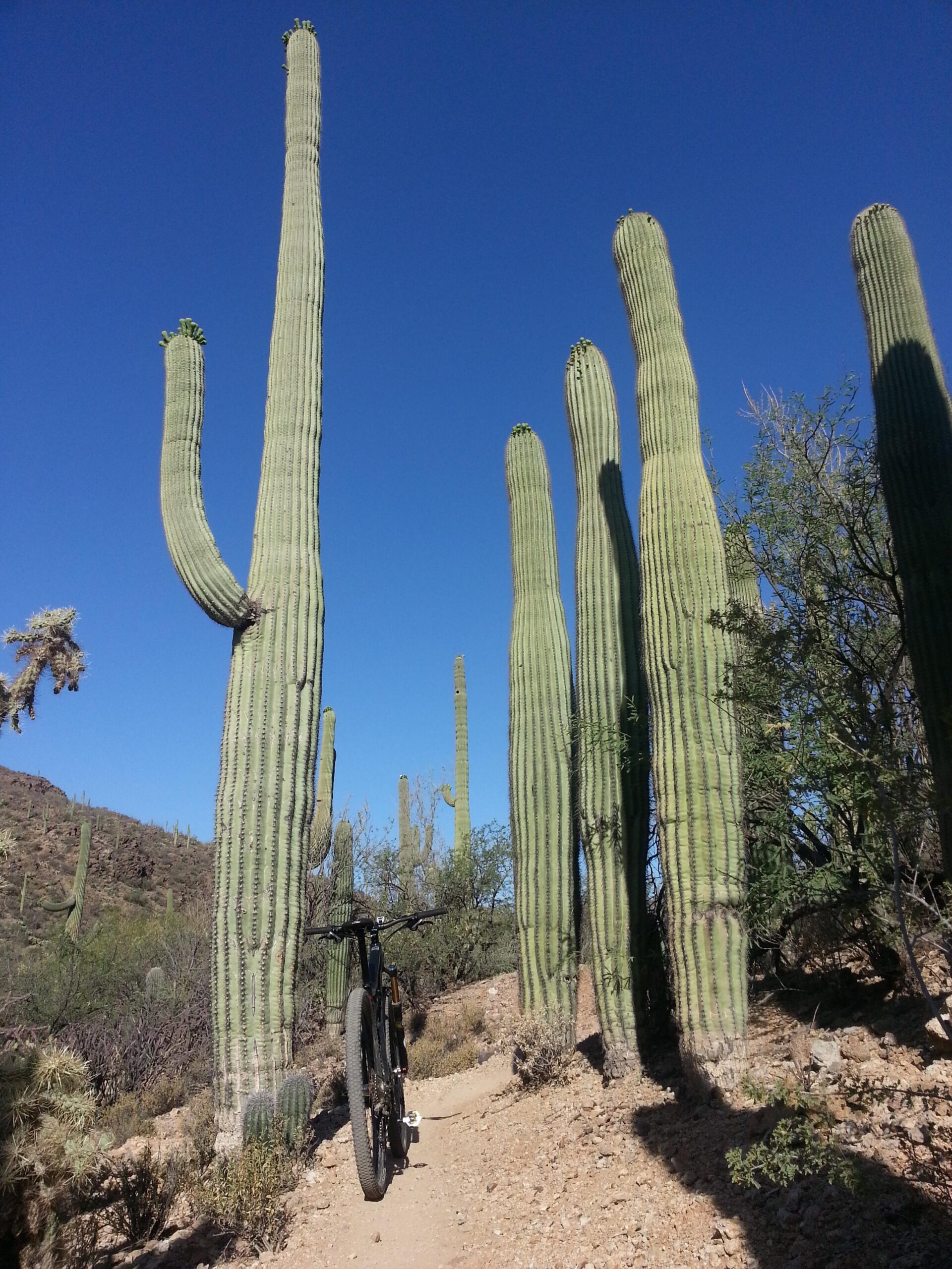 A mountain bike parked on a dirt trail surrounded by tall saguaro cacti under a clear blue sky. The landscape features a mix of desert vegetation and rocky terrain, creating a serene outdoor scene. Tucson Mountain Park mountain bike trail.