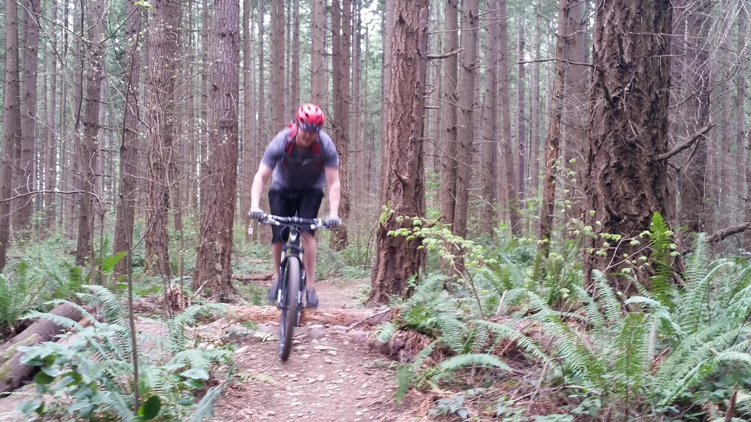 Trek Mamba Gary Fisher: A mountain biker riding down a dirt trail through a dense forest of tall trees and ferns. The cyclist is wearing a red helmet and a backpack, captured in motion as they navigate the path.