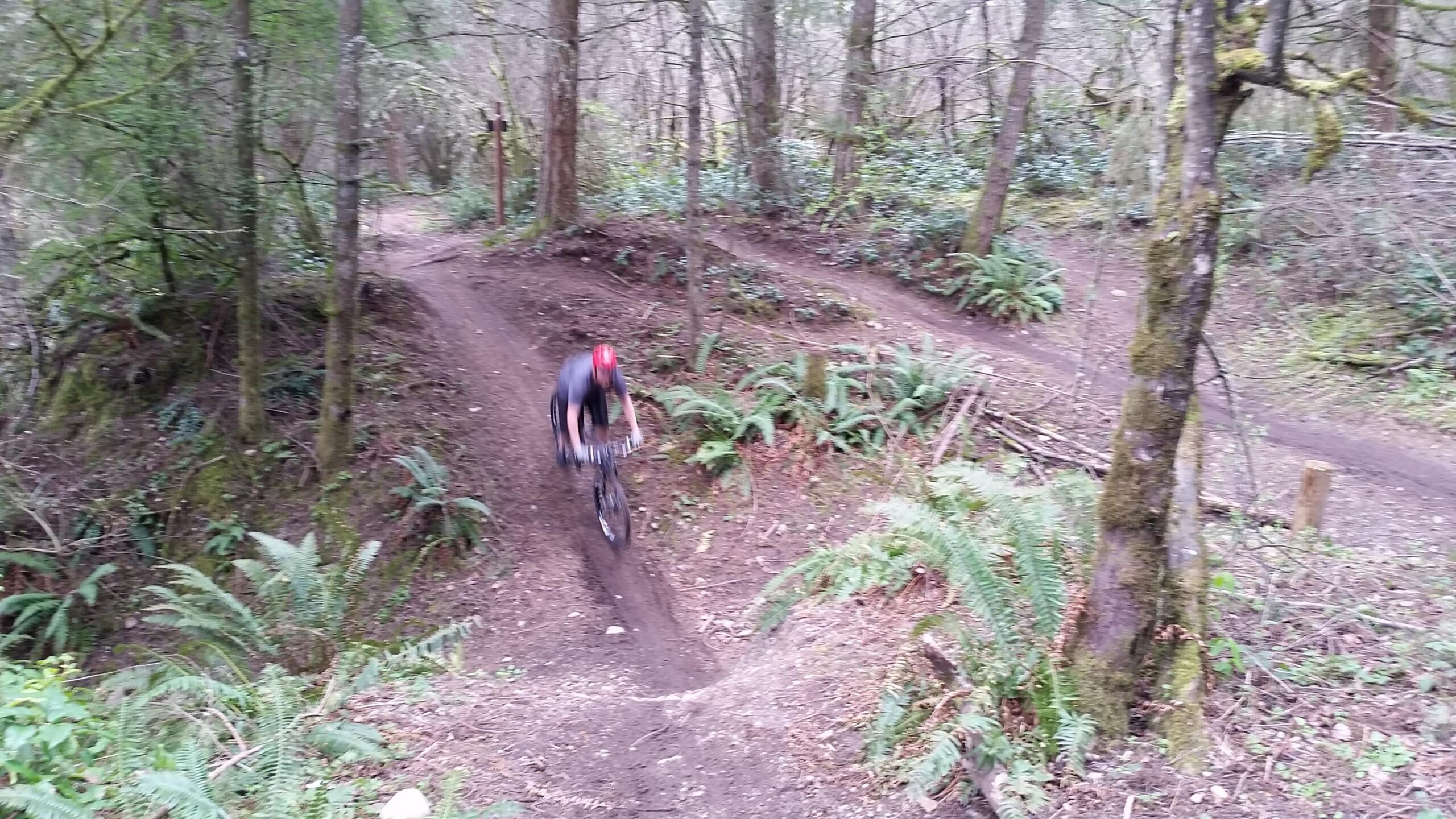 Trek Mamba Gary Fisher: A mountain biker riding along a dirt trail in a lush forest, surrounded by trees and ferns. The biker is in motion, slightly blurred, indicating speed as they navigate a bend in the path.