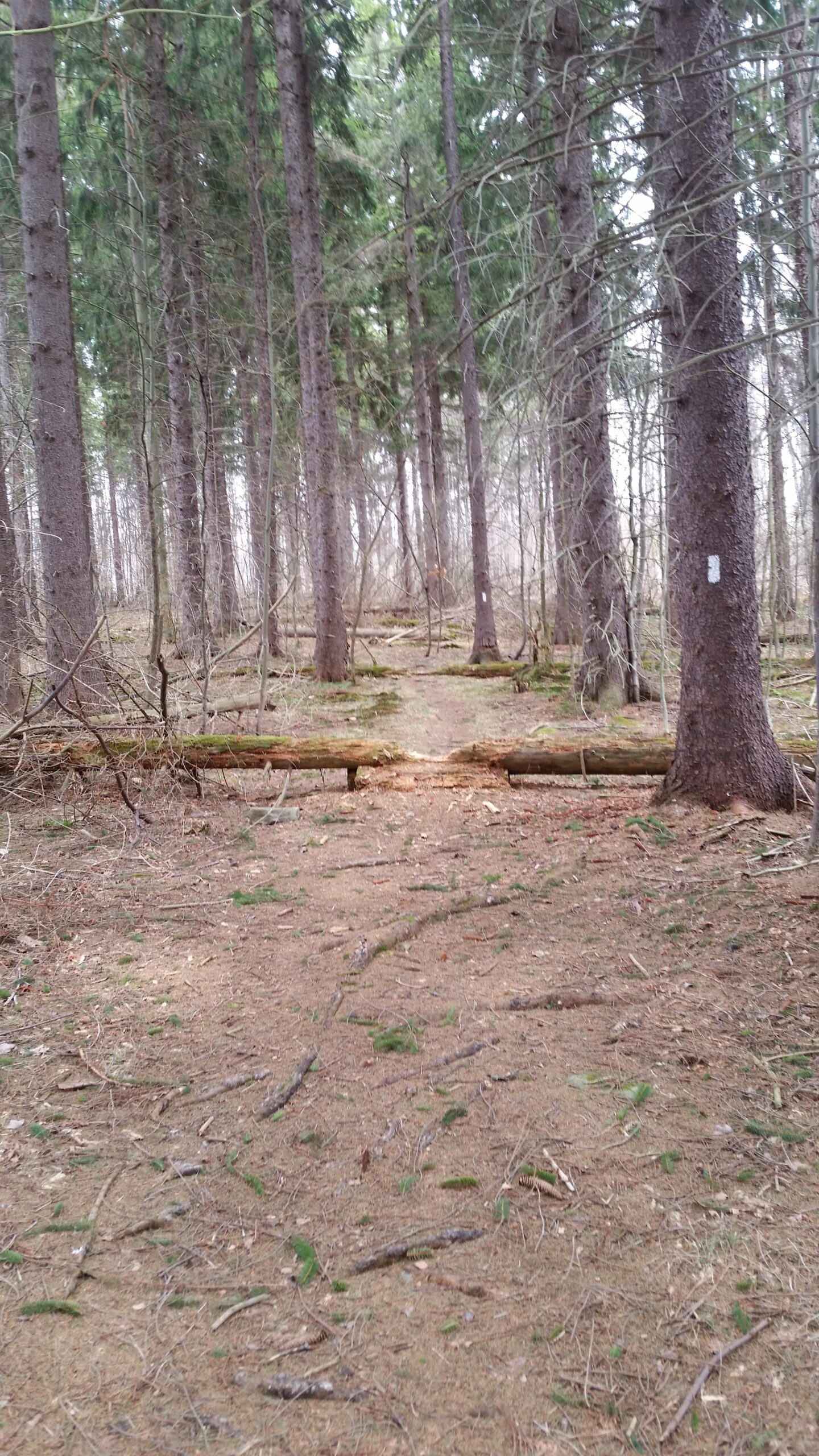 Motobecane NightTrain Bullet: A dirt path winding through a dense forest, flanked by tall trees. A fallen log partially obstructs the trail, surrounded by scattered twigs and pine needles on the ground. The atmosphere is serene and natural, with gentle light filtering through the tree canopy.