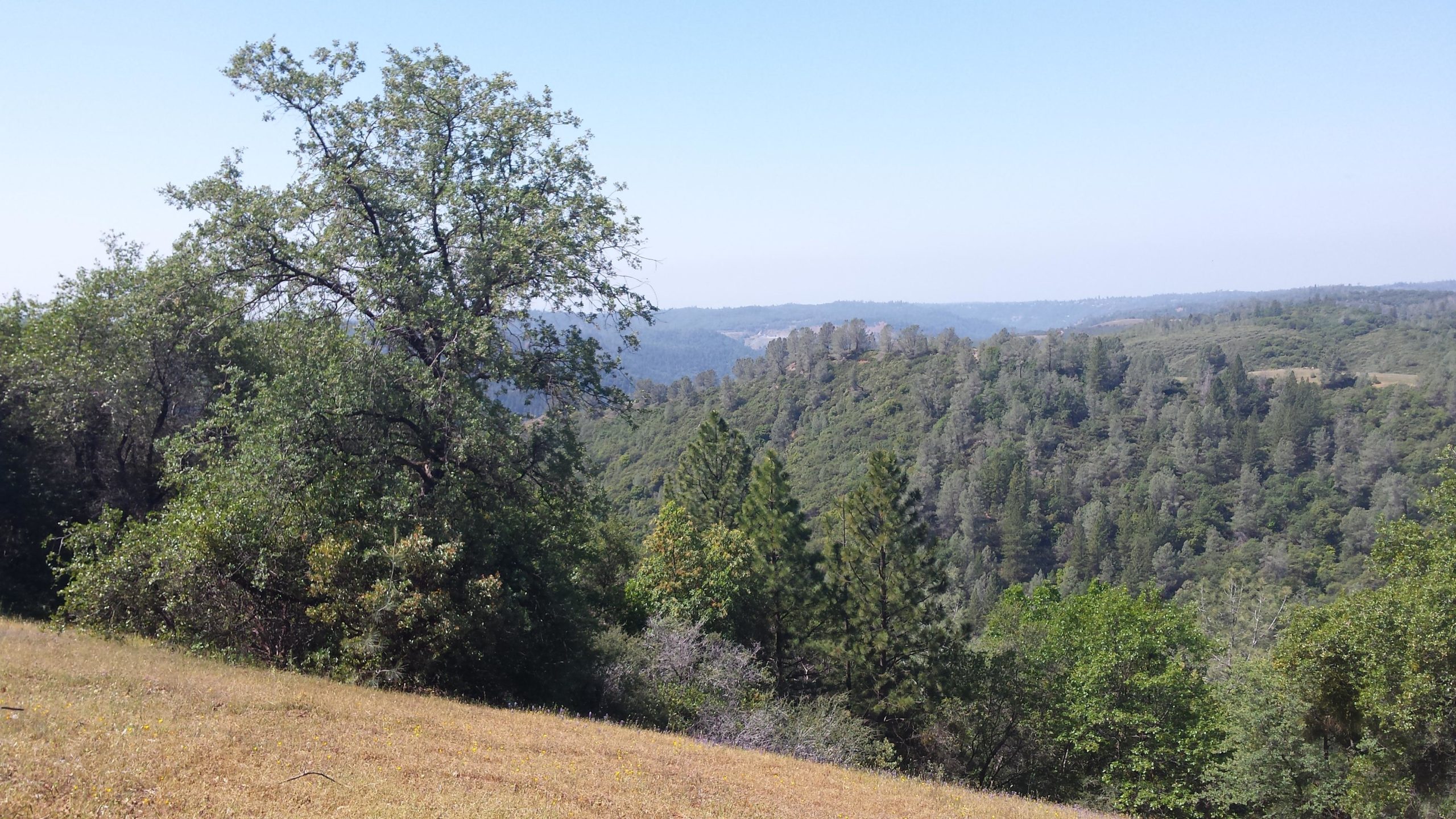 A scenic landscape featuring rolling hills covered with various trees, including leafy green oaks and conifers, under a bright blue sky. The foreground shows a grassy area, and the view extends into the distance where more hills rise, creating a tranquil natural setting. Foresthill Divide mountain bike trail.