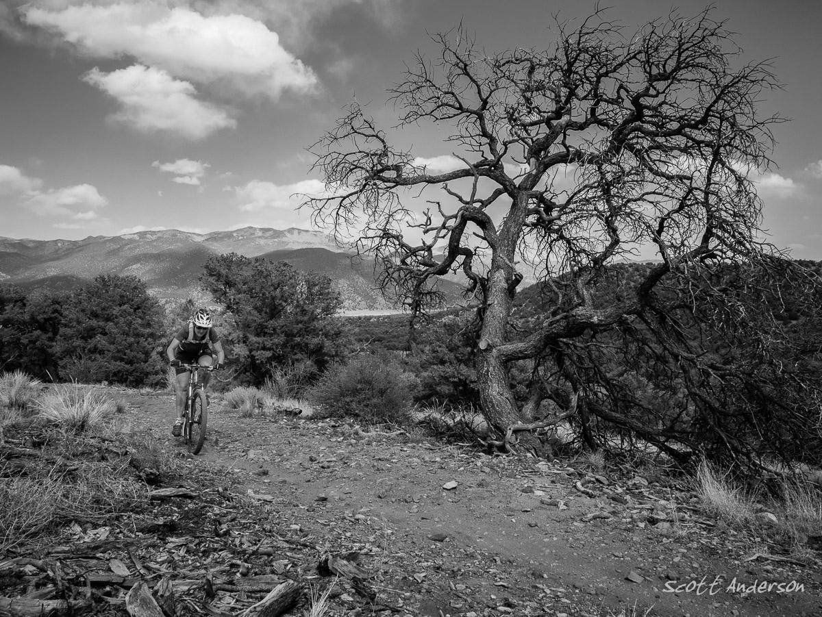 A mountain biker riding on a rugged trail surrounded by mountains and trees, with a prominent bare tree on the right. The image is in black and white, capturing the dramatic landscape and the biker's focused expression. Little Rainbow mountain bike trail.
