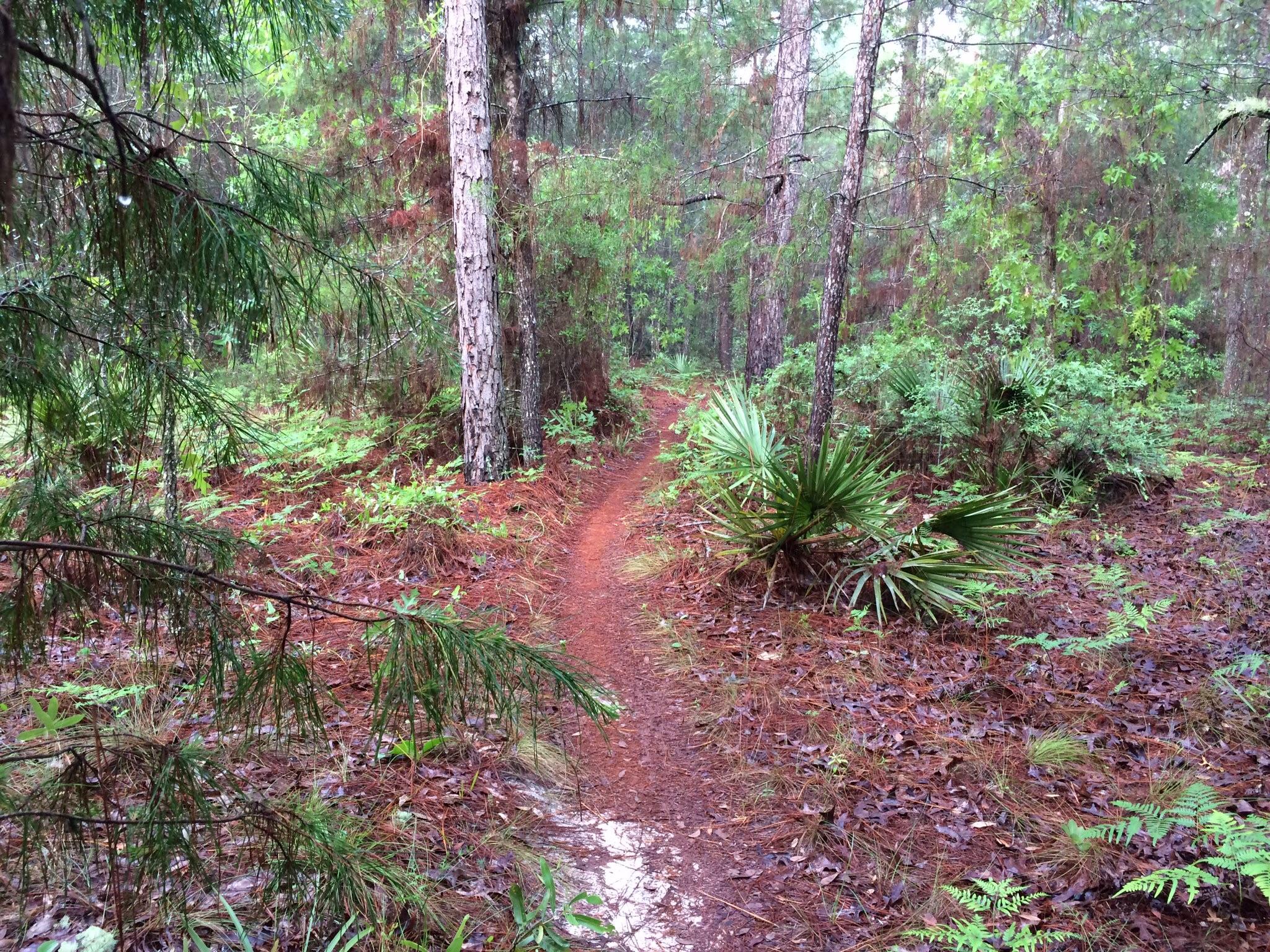 A narrow dirt trail winds through a lush forest, surrounded by tall trees and vibrant greenery. Pine needles and leaves cover the ground, creating a natural pathway amidst the dense underbrush. Soft rain adds a slight sheen to the foliage, contributing to the serene and tranquil atmosphere of the scene. Christmas Section mountain bike trail.