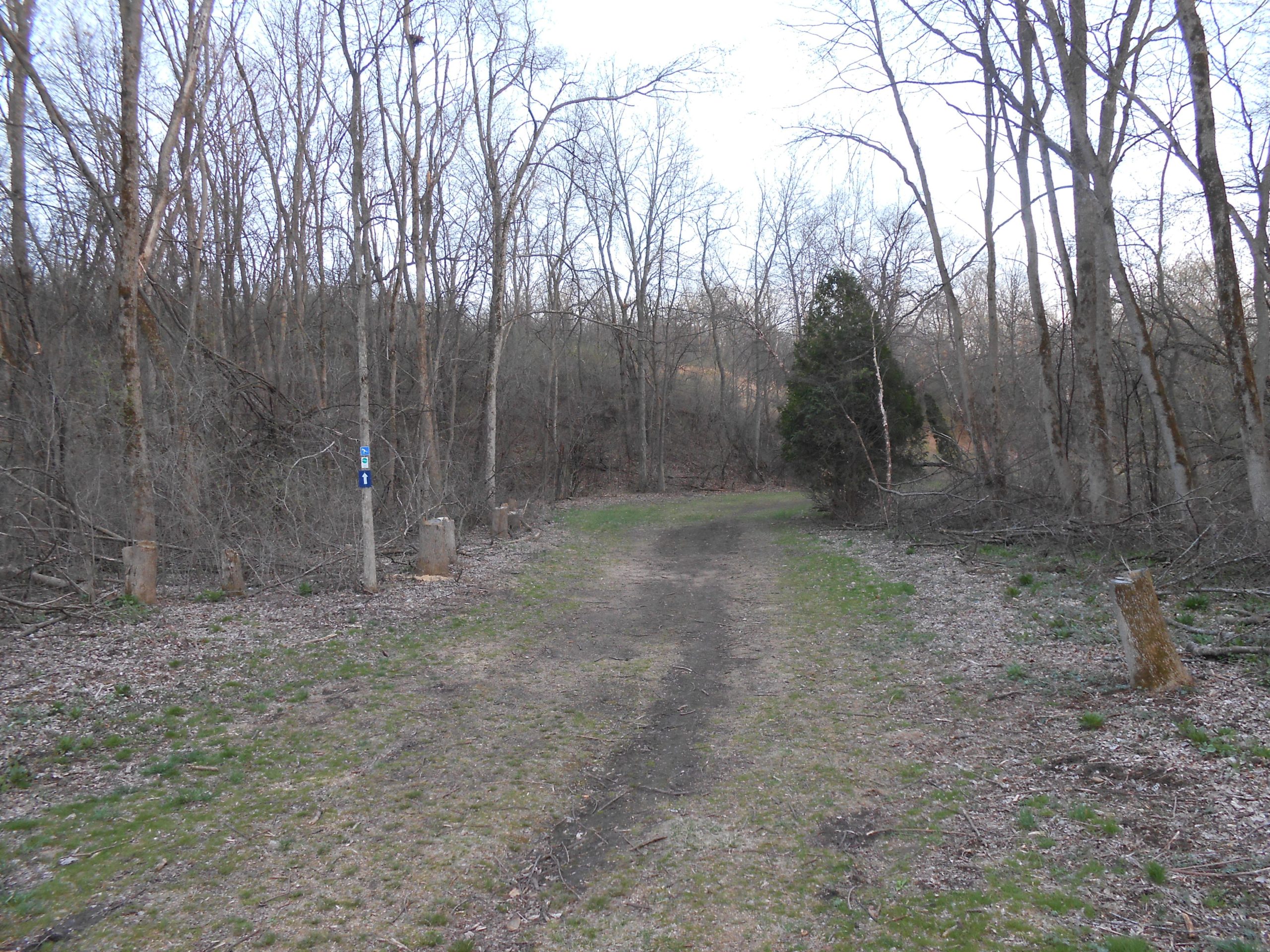 A dirt path winding through a wooded area, with bare trees and scattered brush. The ground is partially covered in green grass and fallen leaves, and a trail marker is visible on a tree trunk. Stumps from recently cut trees line one side of the path. The scene reflects a cool, early spring atmosphere. Rockport Park MTB mountain bike trail.