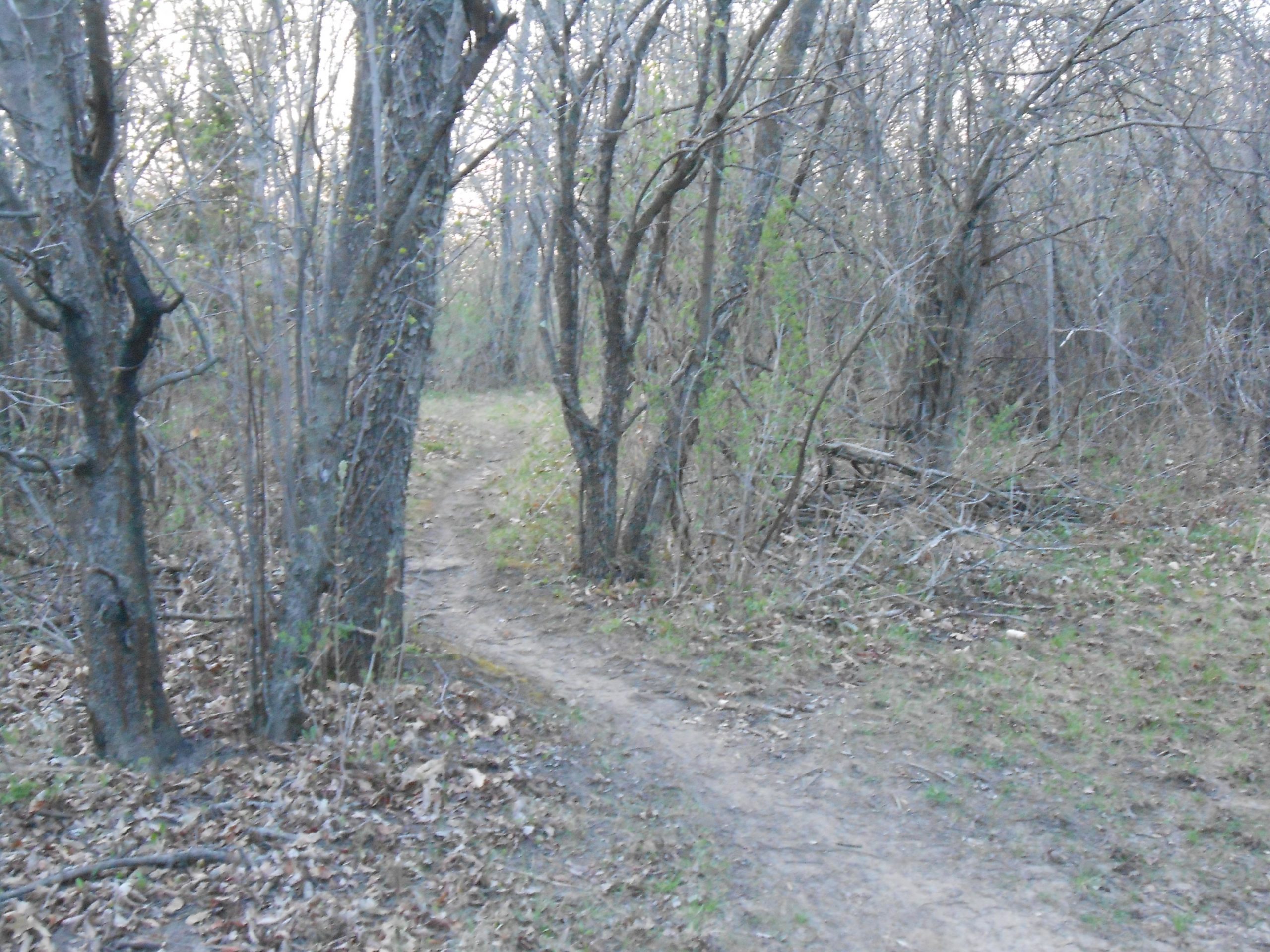 A narrow dirt path winding through a wooded area with bare trees and sparse greenery on the ground, indicating early spring. The light is soft, creating a serene atmosphere. Rockport Park MTB mountain bike trail.