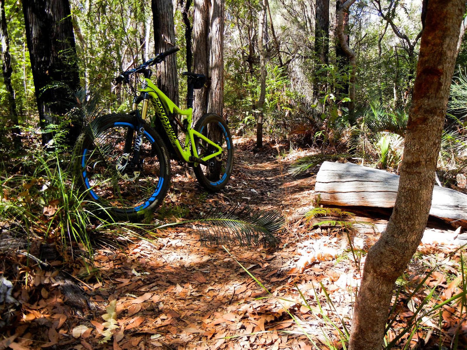A vibrant mountain bike parked along a dirt trail surrounded by lush green foliage and trees. The path is covered with fallen leaves and leads into a dense, natural setting, with a fallen log visible in the background. Boylan Trail mountain bike trail.