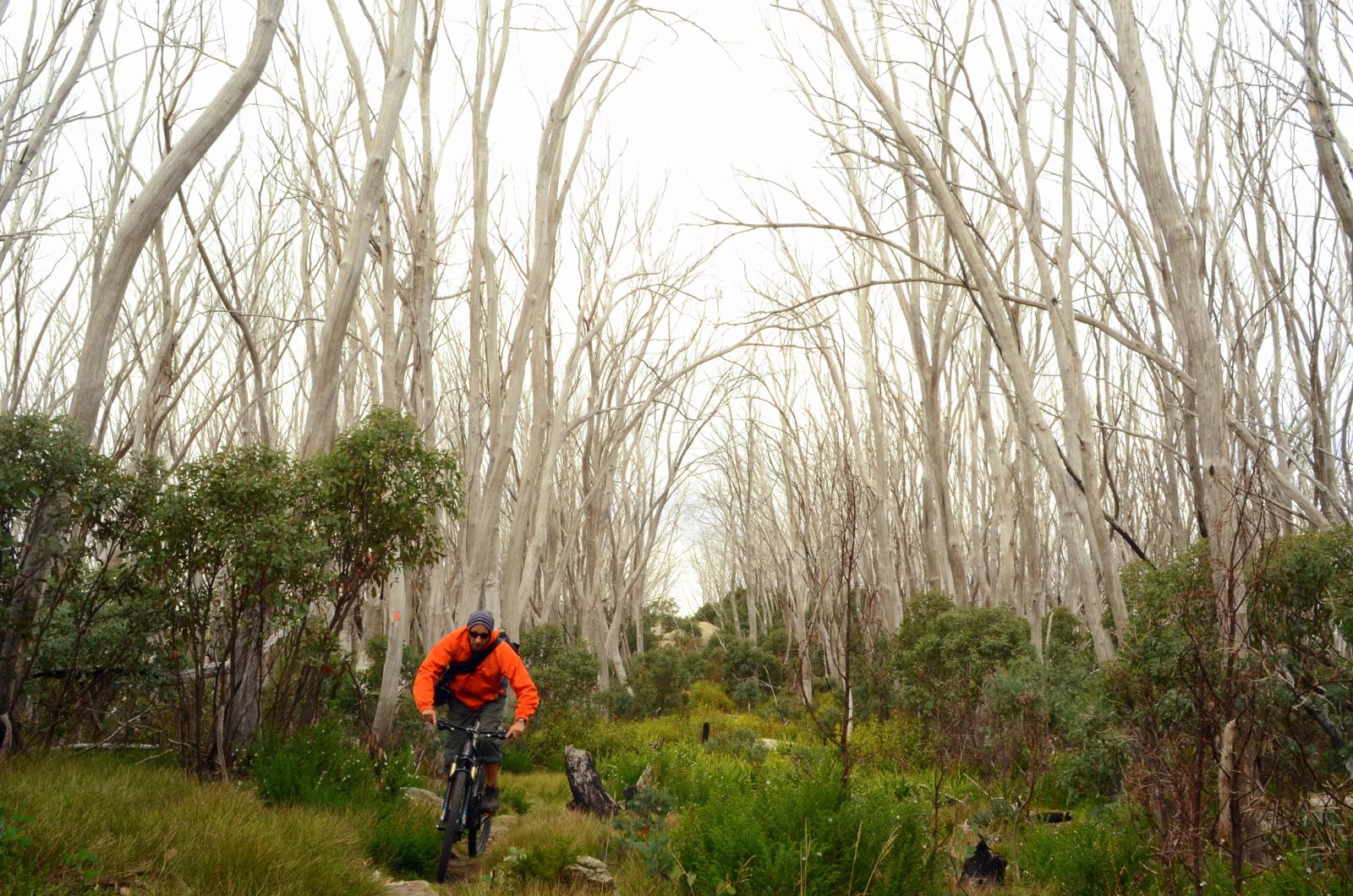 A mountain biker rides along a narrow trail through a forest of tall, bare white trees, surrounded by lush green underbrush. The sky is overcast, creating a serene, muted atmosphere in the landscape. Lake Mountain mountain bike trail.
