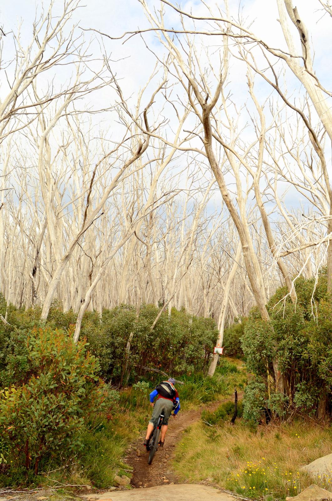 A mountain biker riding along a narrow dirt trail through a forest of tall, white-barked trees. The scenery features lush green bushes on either side of the path, with a cloudy sky overhead. Lake Mountain mountain bike trail.