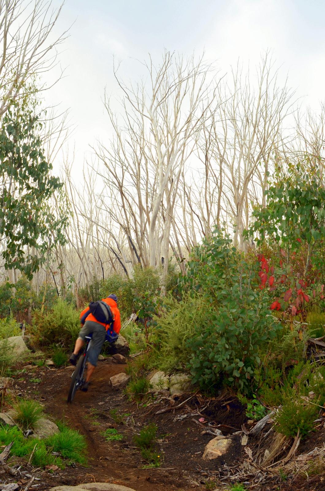 A mountain biker in an orange jacket rides down a winding dirt trail surrounded by various types of vegetation and bare trees in a forested area. The scene captures the motion and excitement of biking in nature. Lake Mountain mountain bike trail.