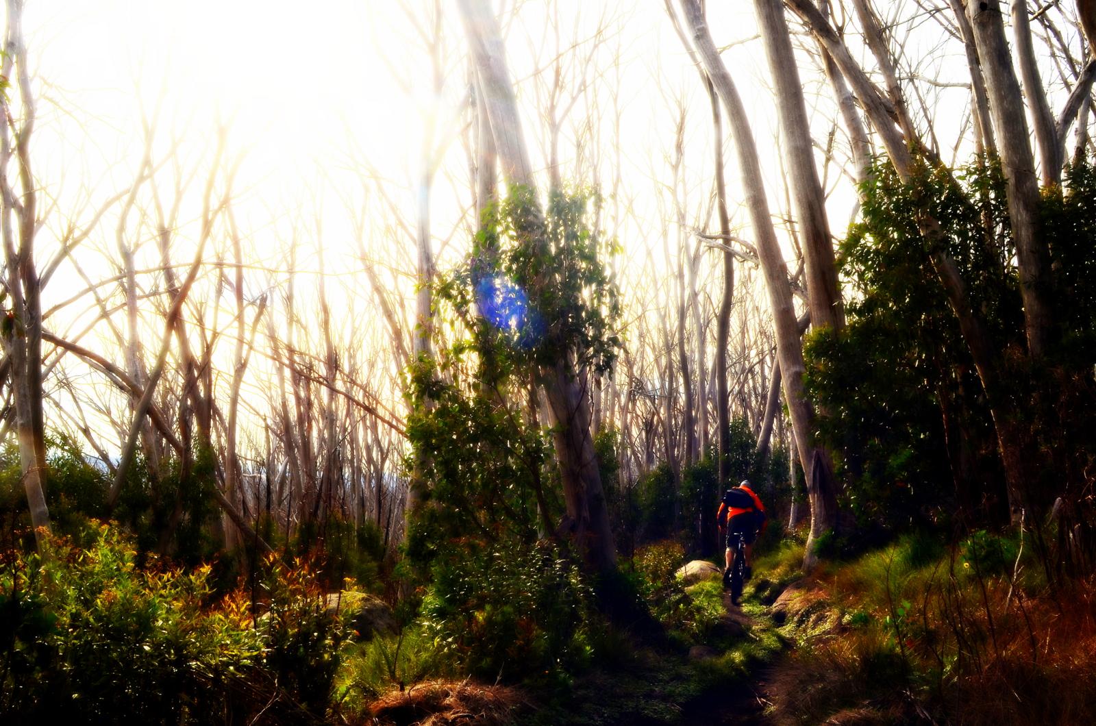 A mountain biker rides along a narrow trail through a sunlit forest filled with leafless trees and lush greenery, capturing the essence of outdoor adventure. Lake Mountain mountain bike trail.