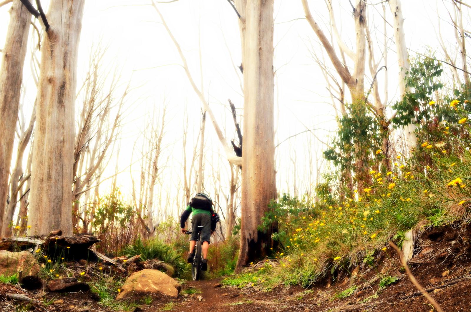 A mountain biker riding on a dirt trail through a forest, with tall trees and wildflowers visible along the path. The scene is bright and captures a sense of adventure in nature. Lake Mountain mountain bike trail.