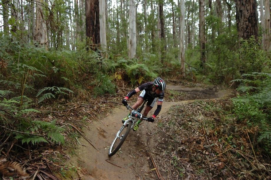 A mountain biker navigating a winding dirt trail in a dense forest surrounded by tall eucalyptus trees and ferns. The cyclist is wearing a helmet and riding gear, leaning into the turn for balance. Forrest Mtb Trails mountain bike trail.