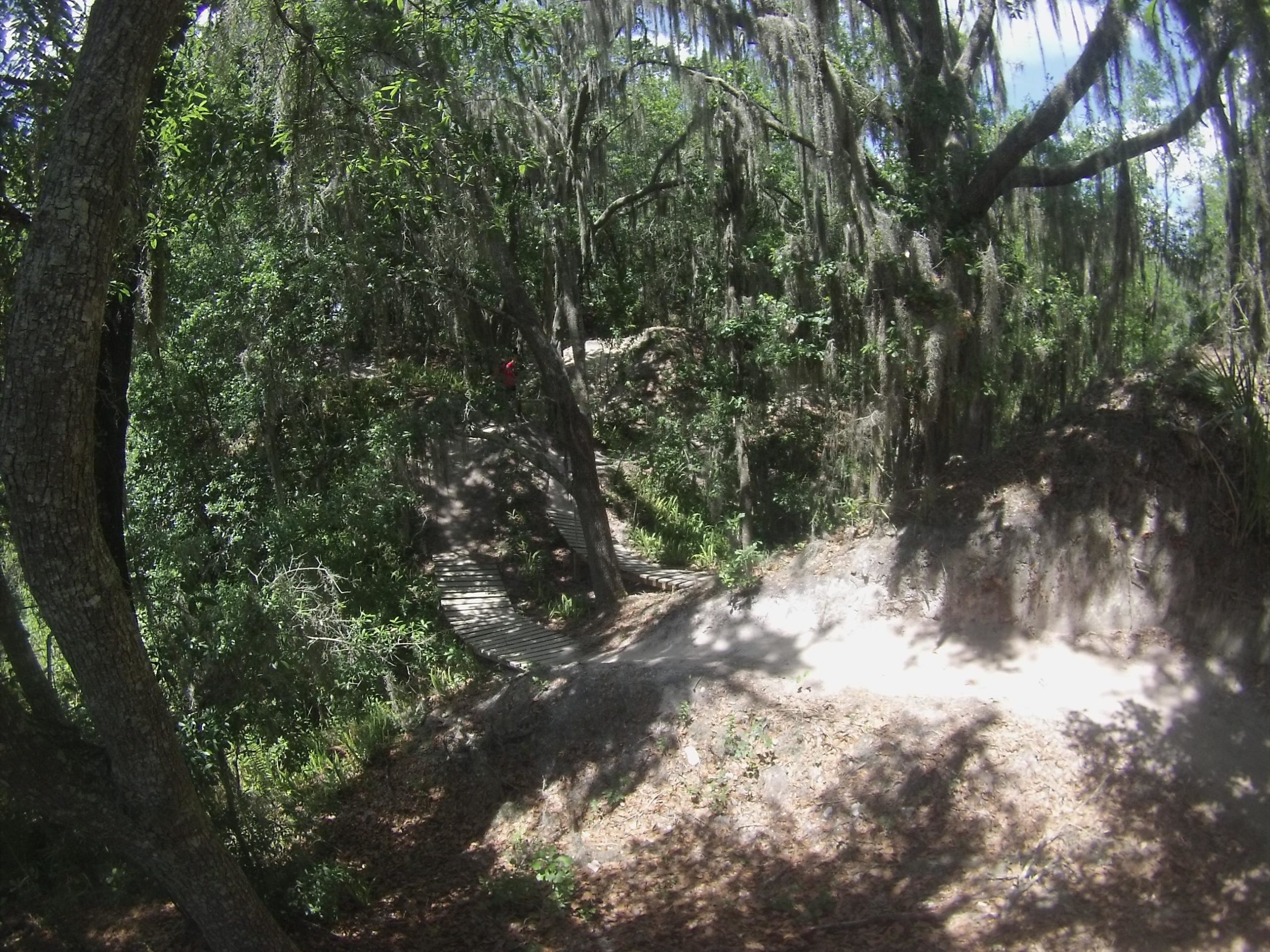 A lush, green forest scene featuring tall trees and hanging moss. In the background, a wooden pathway meanders through the underbrush. Sunlight filters through the foliage, creating a dappled light effect on the ground, which is covered in leaves and soil. Alafia River State Park mountain bike trail.