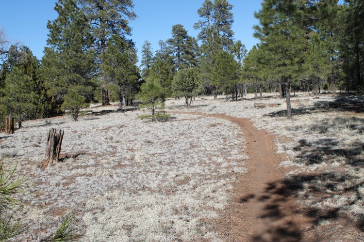 A winding dirt path through a forested area with tall pine trees and sparse undergrowth, under a clear blue sky.