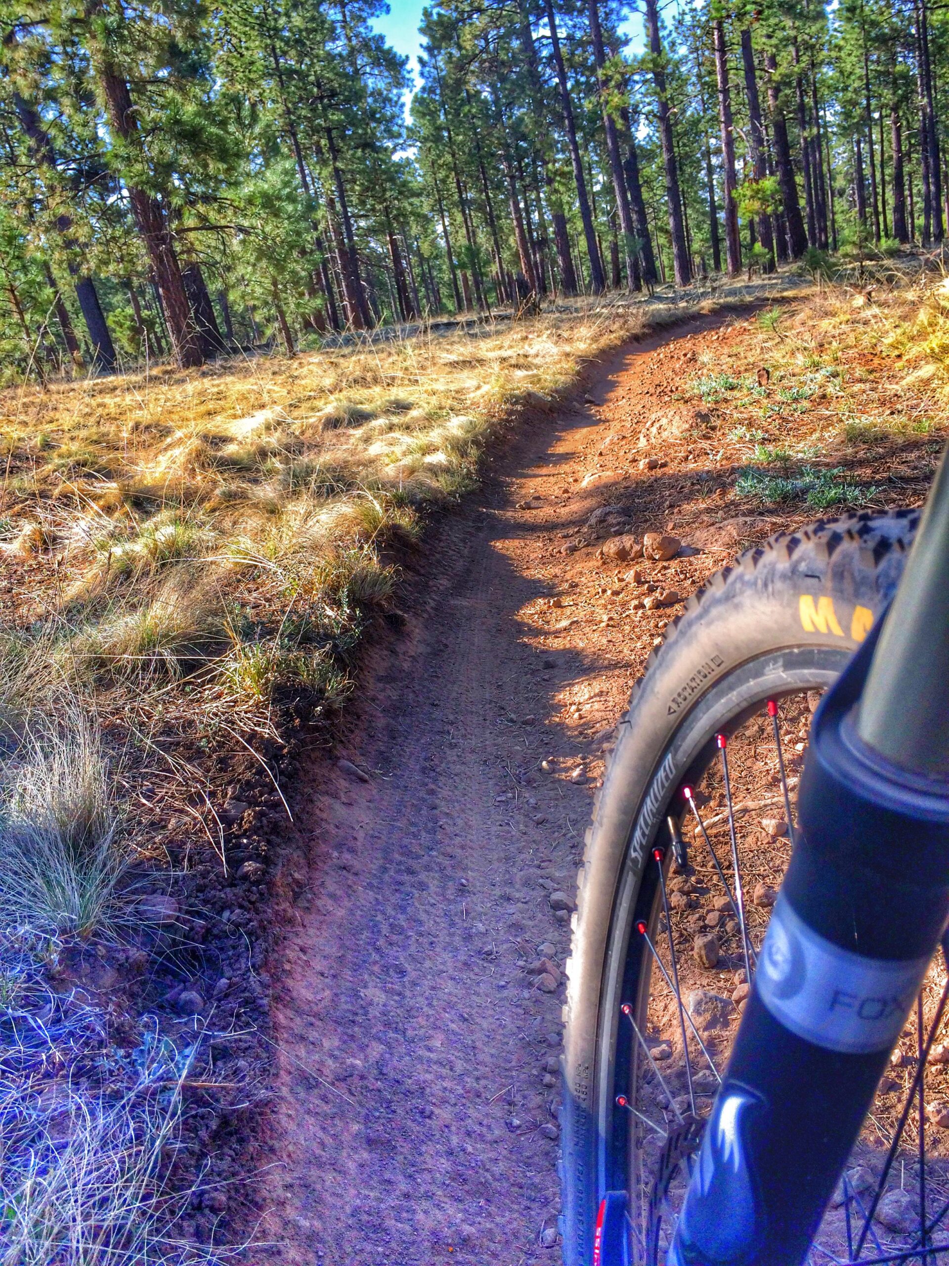 Motobecane NightTrain Bullet: A view of a mountain biking trail winding through a forest, with tall pine trees lining the path. The image captures the edge of a bike tire and suspension as it rests on the dirt trail, emphasizing the outdoor adventure. Sunlight filters through the trees, highlighting the natural surroundings.