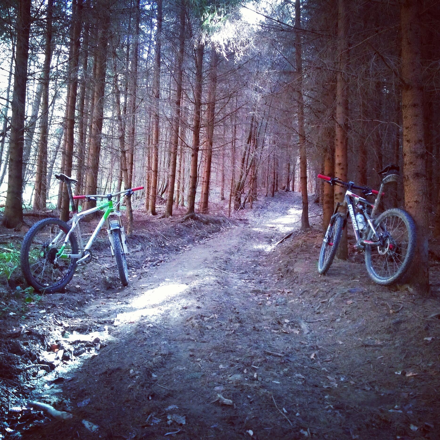 Motobecane NightTrain Bullet: Two mountain bikes are leaning against trees on a dirt path winding through a forest. The scene features tall, slender trees and dappled sunlight filtering through the branches, creating a serene outdoor atmosphere ideal for biking adventures.