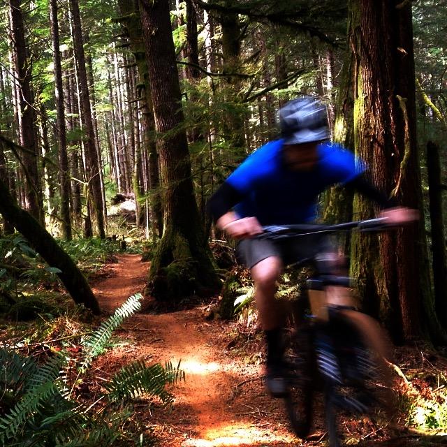 A blurred image of a mountain biker wearing a blue shirt and helmet, riding along a dirt trail surrounded by tall trees and lush greenery in a forest setting. The motion suggests speed and excitement. Alsea Falls Recreation Site mountain bike trail.