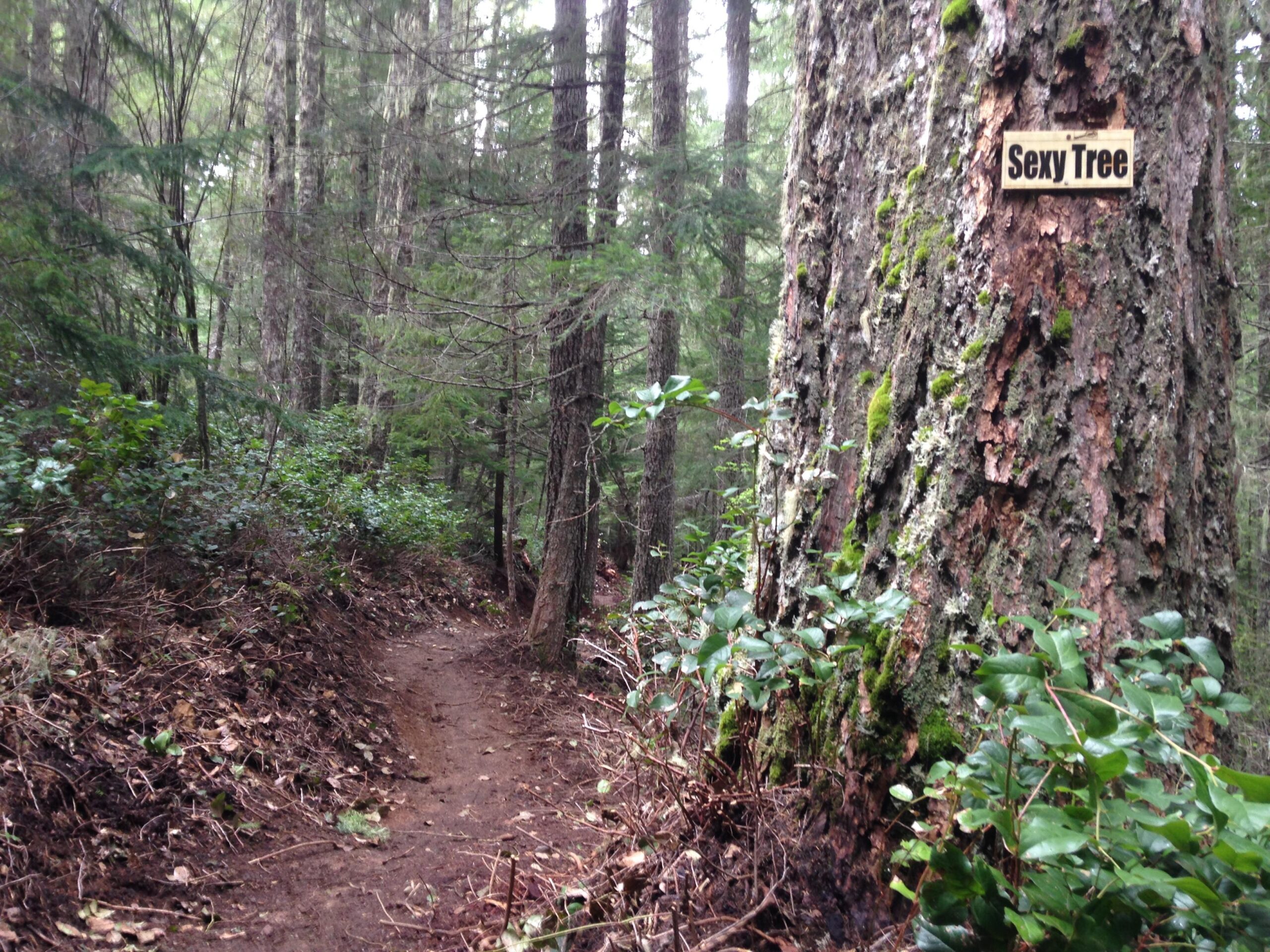 A forest trail surrounded by tall trees, with a close-up of a large tree trunk on the right side featuring a sign that reads "Sex Tree." Green underbrush and fallen leaves line the path, creating a peaceful woodland atmosphere. Alsea Falls Recreation Site mountain bike trail.