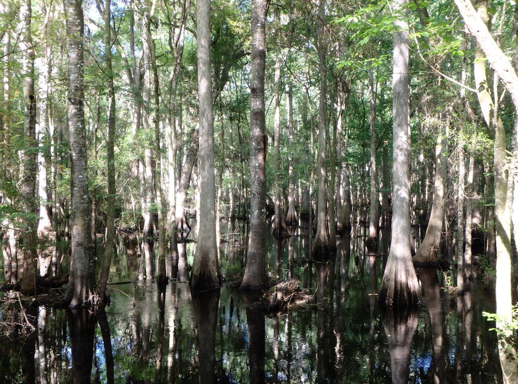 A serene swamp landscape featuring tall, slender trees with moss-covered trunks rising from dark, reflective water. Lush green foliage surrounds the scene, creating a tranquil and natural environment. The water reflects the trees and the sunlight filtering through the leaves, enhancing the peaceful atmosphere of the swamp. Morris Bridge Park mountain bike trail.
