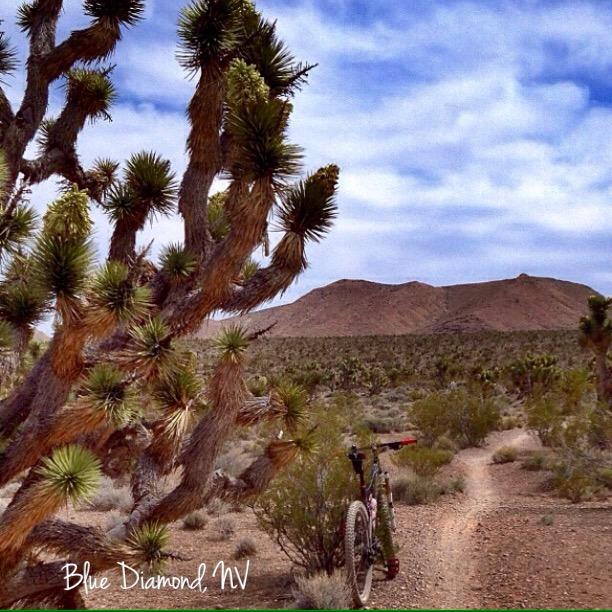 A scenic view of Blue Diamond, NV, featuring a desert landscape with a prominent Joshua tree in the foreground. In the background, a mountain rises under a partly cloudy sky. A mountain bike is parked on a dirt path, surrounded by sparse desert vegetation. Blue Diamond mountain bike trail.