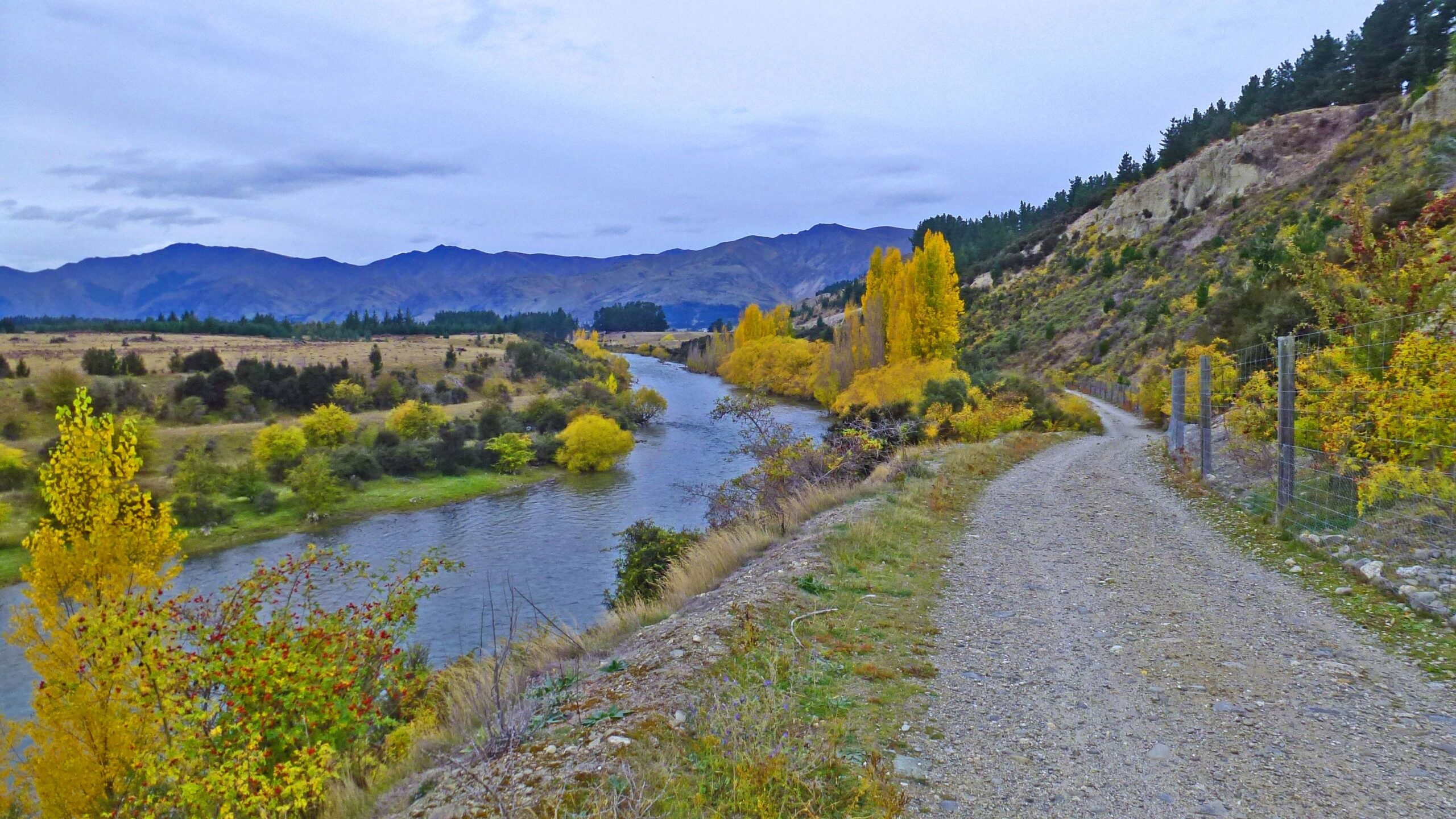 A scenic view of a winding river surrounded by vibrant autumn foliage and rolling hills. Flanked by a gravel path on the right, tall golden trees create a picturesque landscape under a cloudy sky, with mountains visible in the background. Hawea River Track mountain bike trail.
