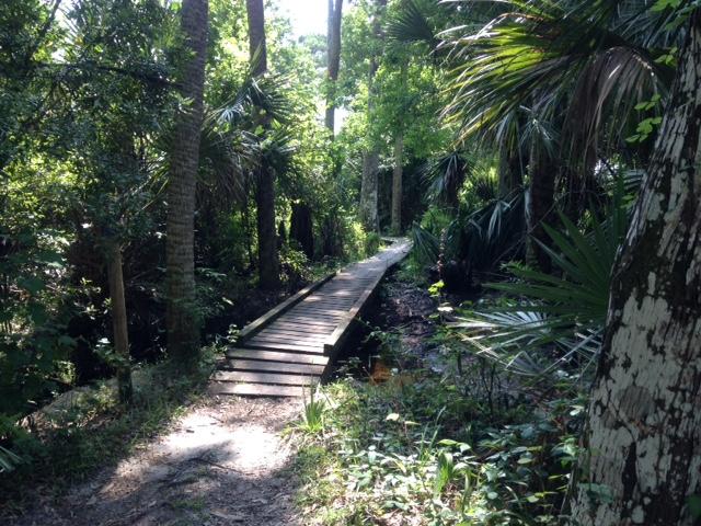A winding wooden pathway leads through a lush, green forest, surrounded by tall palm trees and dense underbrush. Sunlight filters through the foliage, casting dappled shadows on the ground. Turkey Creek mountain bike trail.
