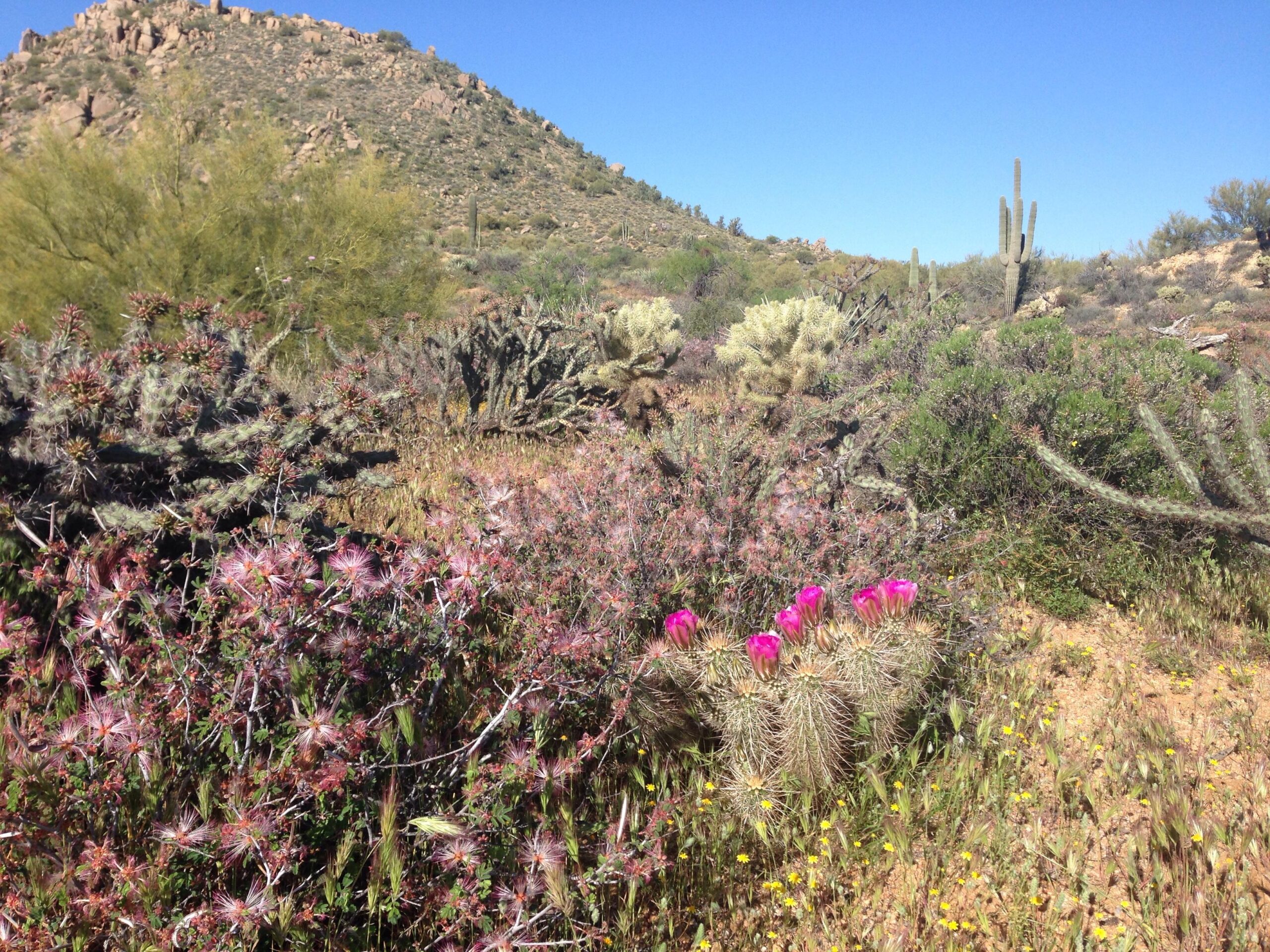 A colorful desert landscape featuring various cacti and desert plants. In the foreground, bright pink flowers bloom atop a spiky cactus, surrounded by green vegetation and yellow wildflowers. In the background, a rocky hill rises under a clear blue sky. Pima Road and Dynamite Blvd mountain bike trail.