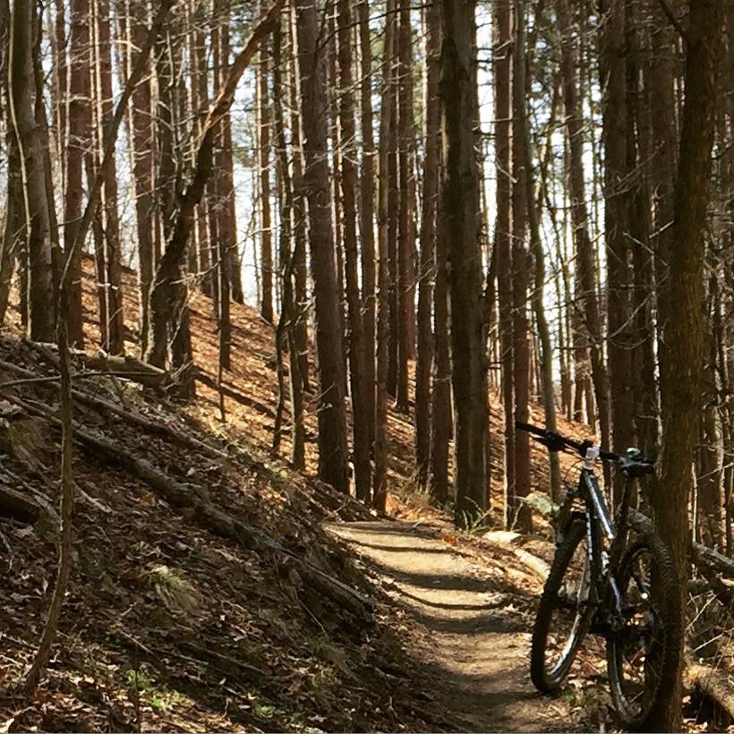 Mountain bike leaning against a tree along a narrow dirt trail winding through a forest with tall trees and scattered leaves on the ground. Soft natural light filters through the branches, creating a serene outdoor atmosphere. North Park mountain bike trail.
