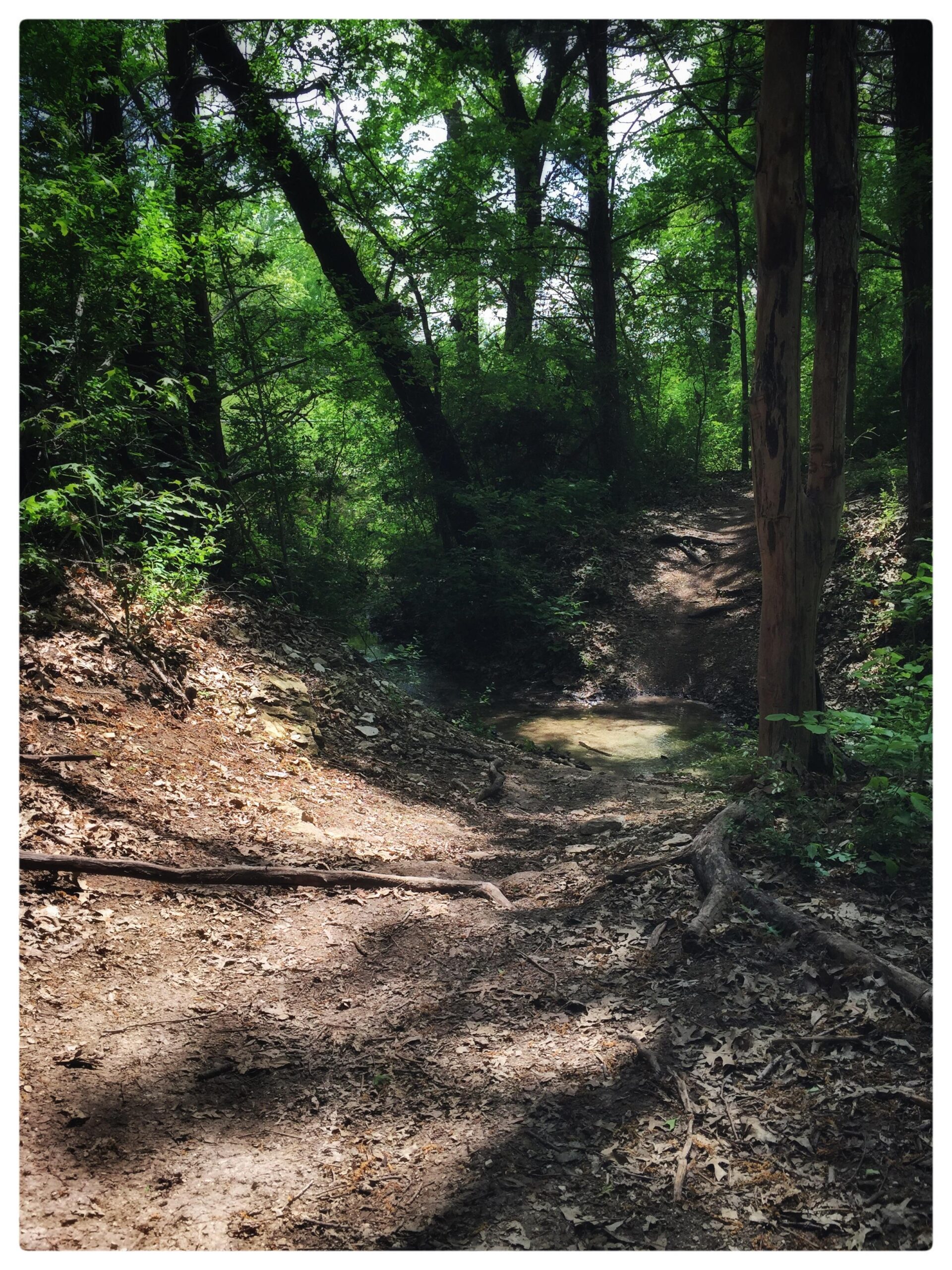 A narrow dirt path winding through a lush green forest, surrounded by tall trees and dense foliage. The ground is covered with scattered leaves and small branches, with a small pool of water visible along the path. Sunlight filters through the tree canopy, creating dappled shadows on the ground.