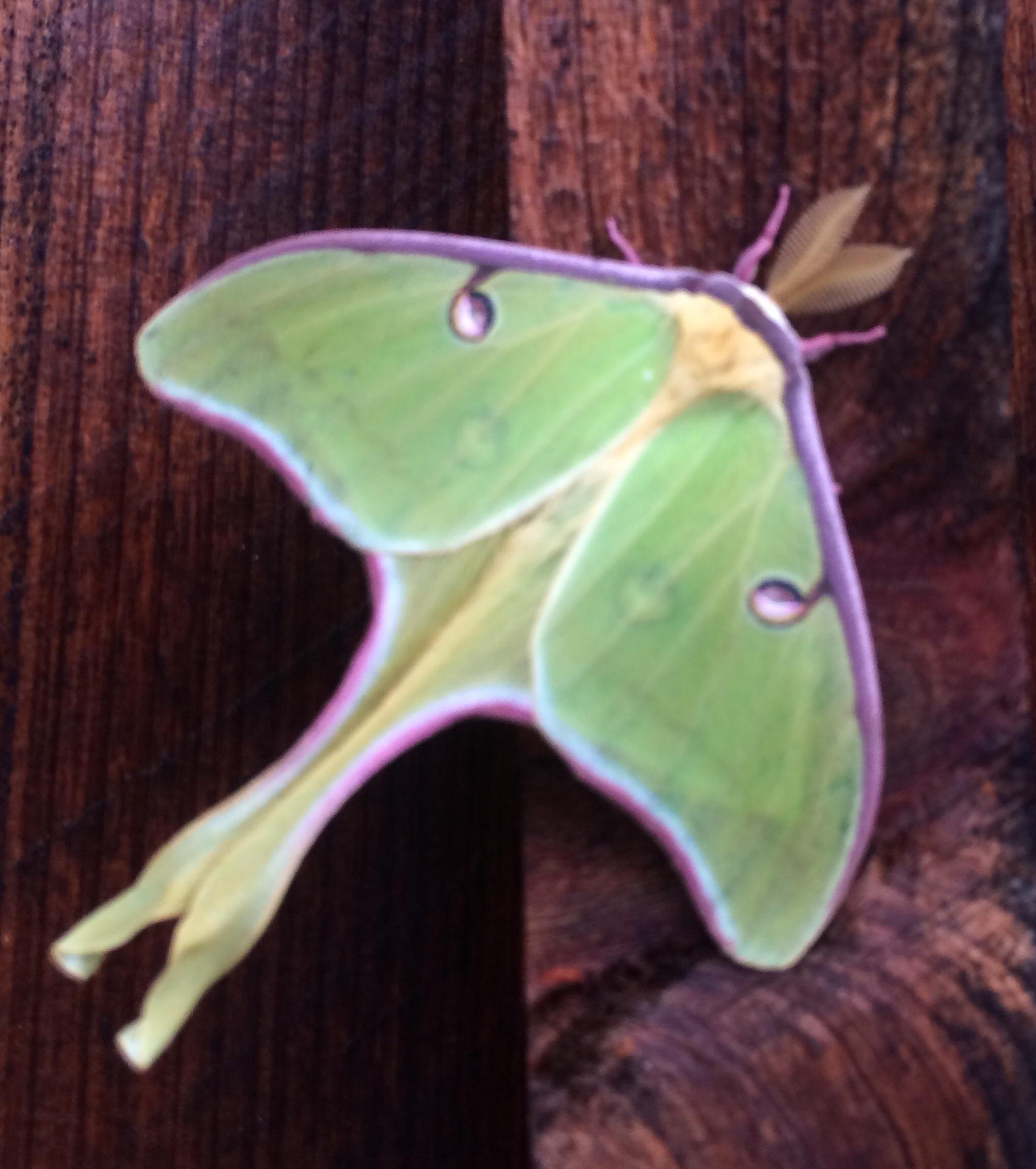 A close-up of a green moth resting on a wooden surface, featuring pale purple edges and elongated wings. The moth's body and antennae are also visible, with intricate details highlighting its natural colors and patterns. Tanasi Trail System mountain bike trail.