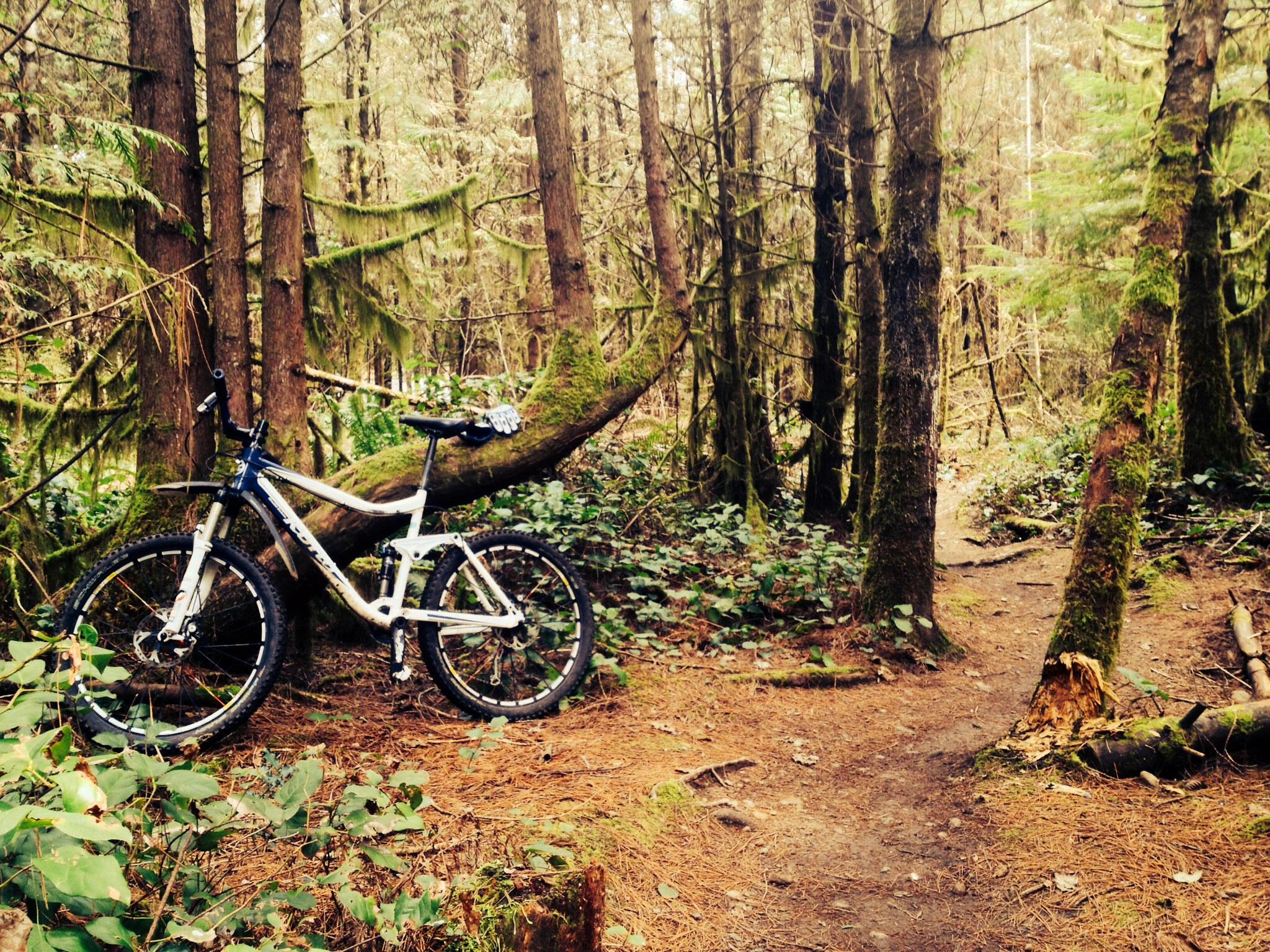 Motobecane NightTrain Bullet: A mountain bike parked against a moss-covered tree in a dense forest. A dirt path winds through the trees, surrounded by ferns and greenery. Soft lighting filters through the canopy, creating a serene and natural setting.