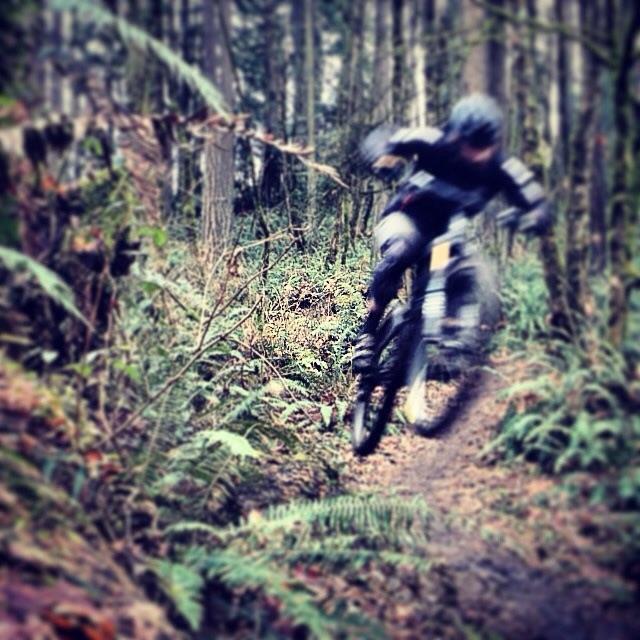 A blurred photo of a mountain biker leaping over a dirt path in a forested area, surrounded by ferns and tall trees. The biker is dressed in protective gear and appears to be mid-jump, capturing a moment of action in nature. Round Lake mountain bike trail.