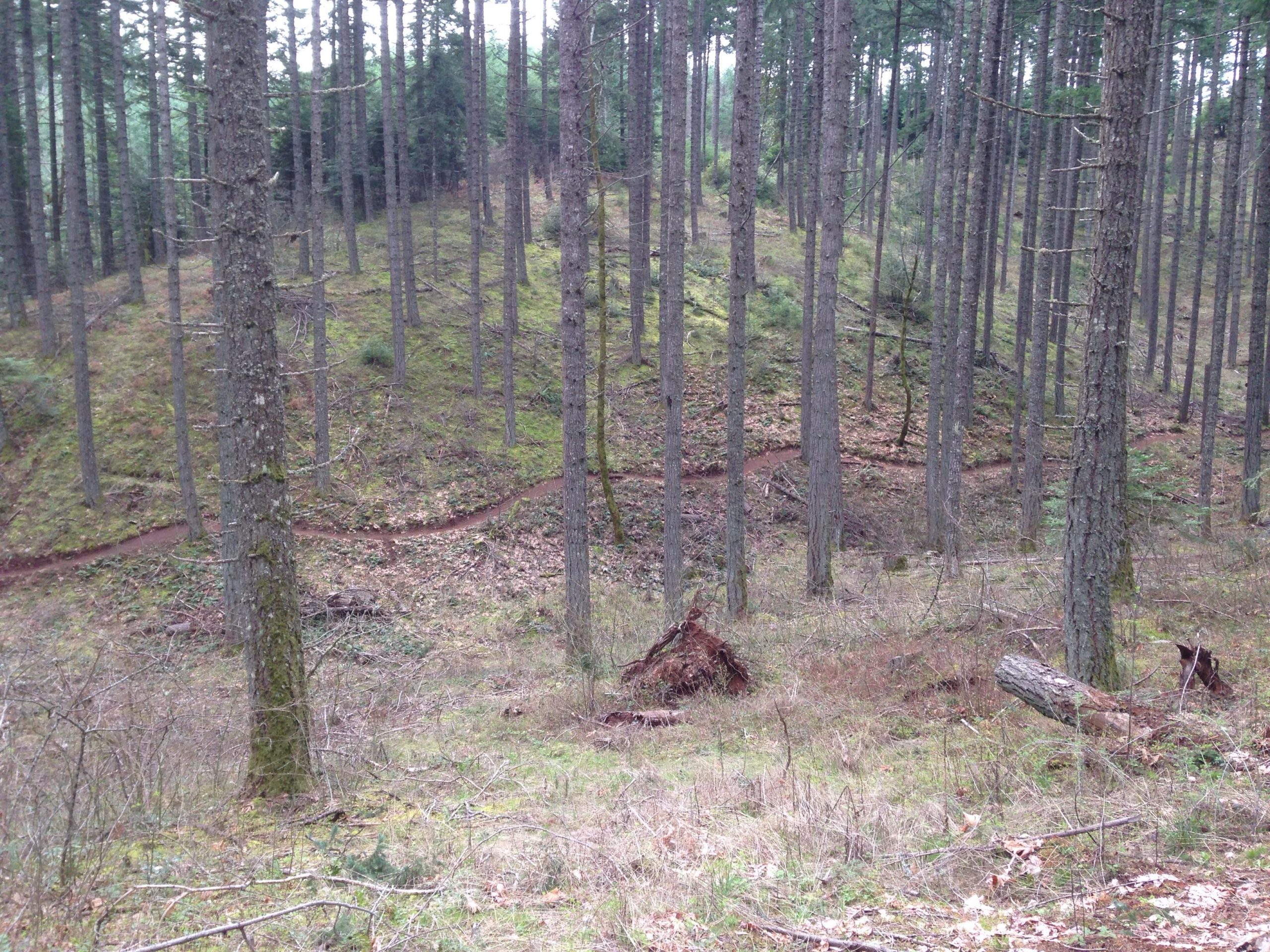 A scenic view of a forested area featuring tall trees with a gentle slope. A winding dirt trail can be seen curving through the vibrant green underbrush, surrounded by fallen branches and scattered leaves. The atmosphere appears tranquil, with a soft light filtering through the tree canopy. Post Canyon mountain bike trail.