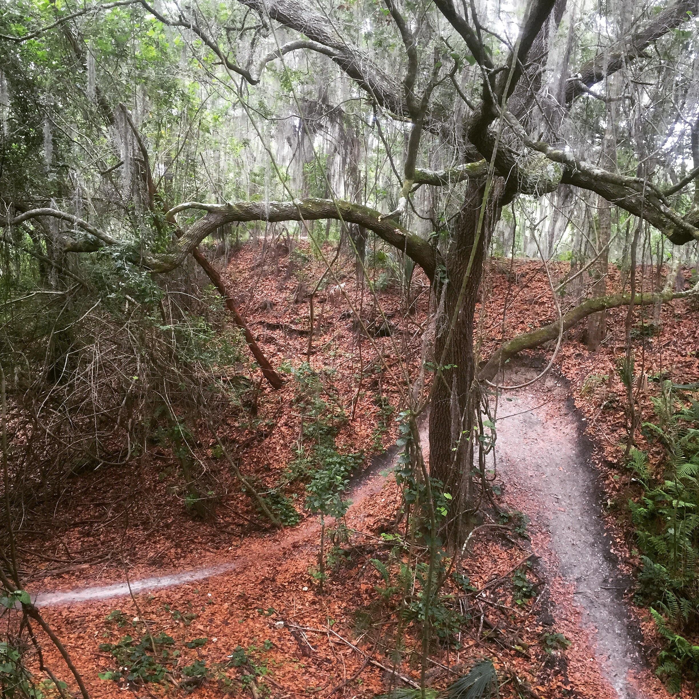 A winding dirt trail cuts through a forested area, surrounded by trees draped in Spanish moss. Leaves cover the ground, creating a carpet of earthy tones, and the path diverges into two directions, inviting exploration into the lush greenery. Alafia River State Park mountain bike trail.
