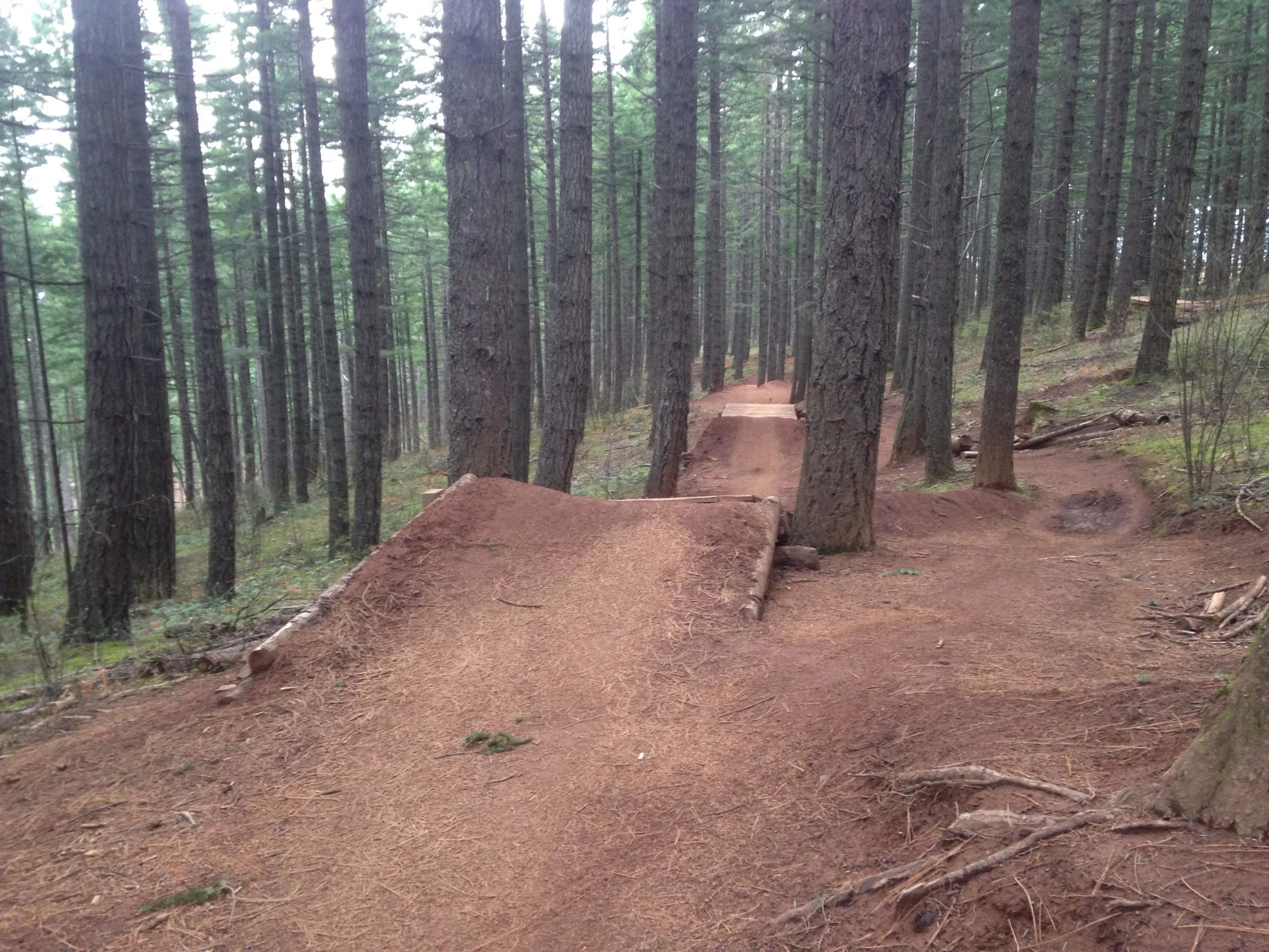 A winding dirt trail through a coniferous forest, featuring a series of small jumps or bumps along the path. Tall pine trees surround the trail, with soft ground covered in pine needles and patches of underbrush. The scene is tranquil and lush, showcasing a natural, wooded environment. Post Canyon mountain bike trail.