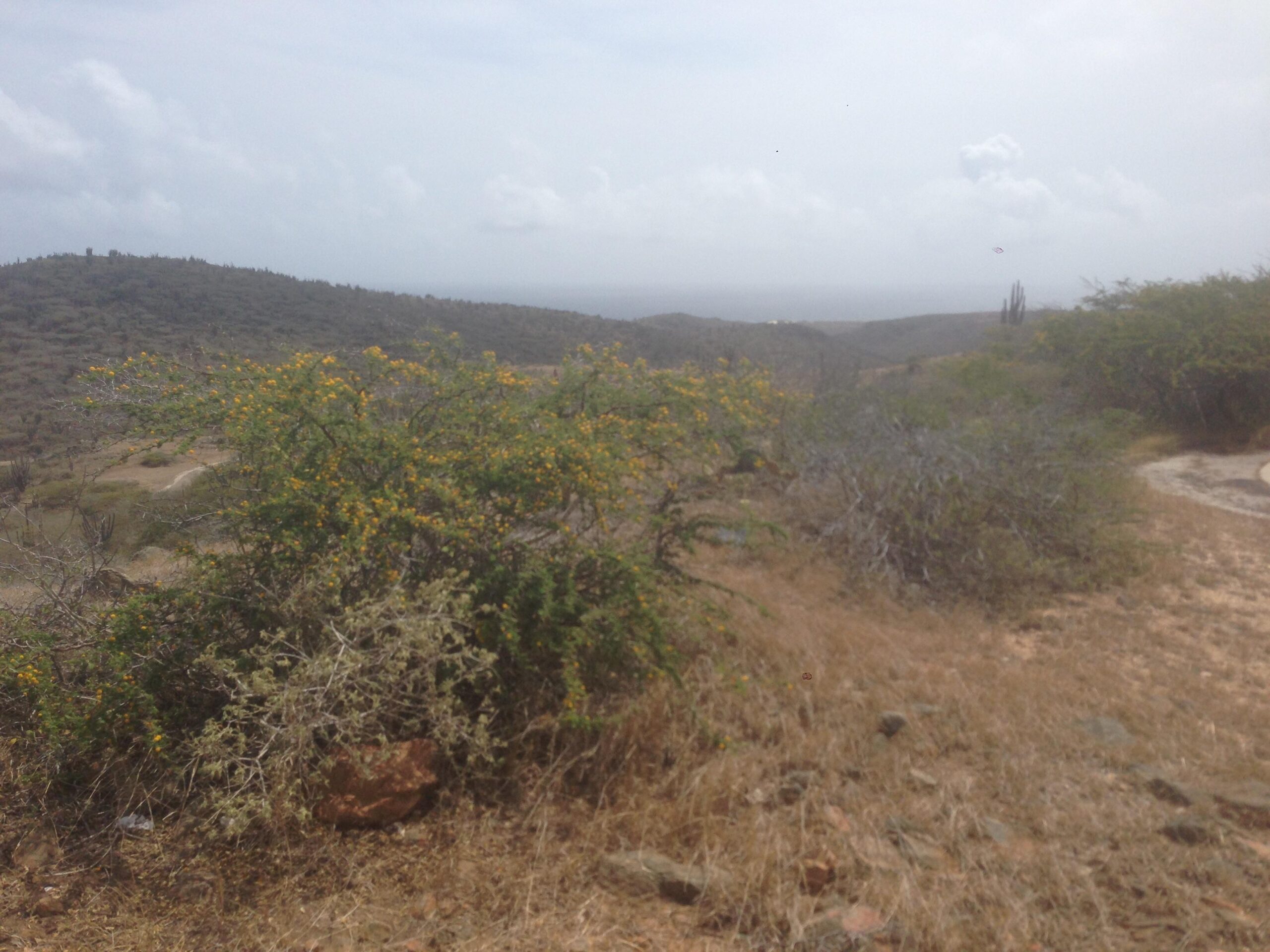 A scenic view of a dry landscape with hills in the background, featuring a bush with yellow flowers in the foreground. The sky is cloudy, suggesting a overcast day. The ground is mostly dry grass and scattered rocks, typical of a semi-arid environment. North trail mountain bike trail.