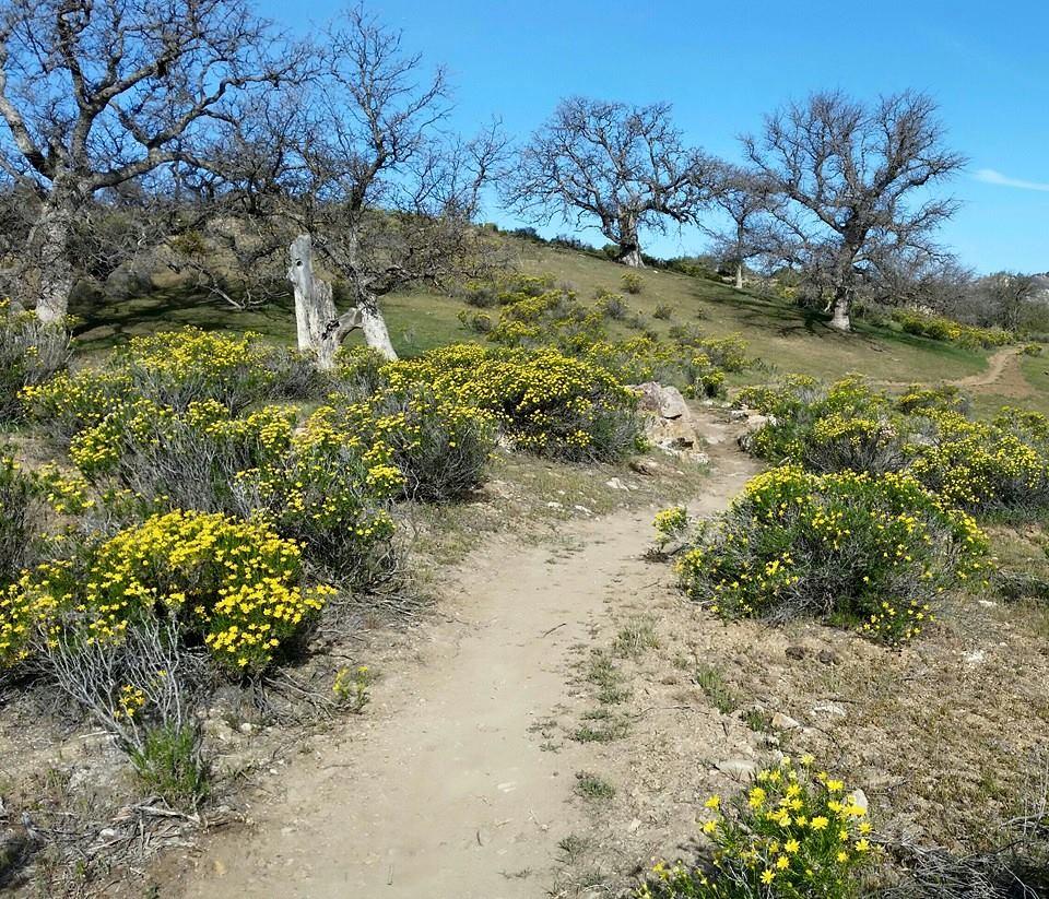 A sunny landscape featuring a winding dirt path surrounded by vibrant yellow wildflowers and sparse, leafless trees on a hillside. The clear blue sky complements the greenery of the hills in the background.