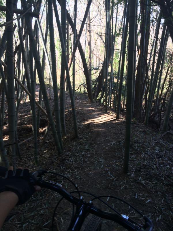 A cyclist's hand gripping the handlebars of a mountain bike, with a narrow dirt path winding through a dense bamboo forest. Sunlight filters through the bamboo stalks, illuminating the trail ahead. Lake Maury mountain bike trail.