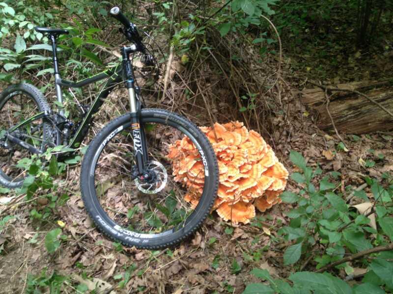 A mountain bike rests next to a large cluster of bright orange mushrooms in a forested area, surrounded by green leaves and twigs on the ground. Capital View mountain bike trail.