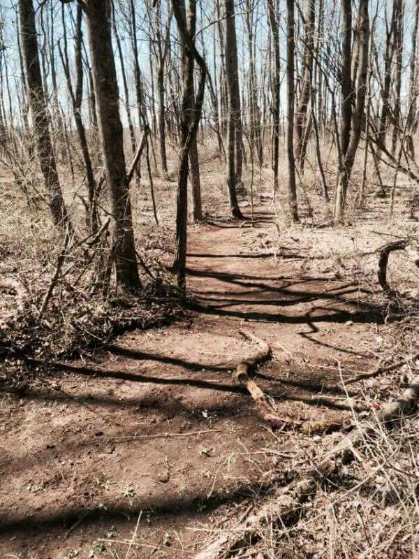 A narrow dirt path winding through a sparse forest with tall, bare trees. The ground is uneven and features exposed roots and dry leaves, while shadows from the trees create a textured pattern on the trail. Clear blue skies are visible above the treetops. Capital View mountain bike trail.
