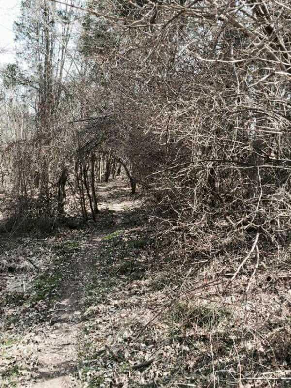 A narrow dirt path winds through a dense area of bare trees and underbrush, with leaf litter scattered on the ground. The scene is set in a tranquil, natural environment, showcasing a blend of branches and twigs forming an archway above the trail. Soft sunlight filters through the trees, creating a serene atmosphere. Capital View mountain bike trail.