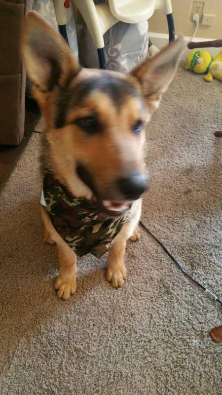 A playful dog wearing a camouflage bandana sits on a carpeted floor, with a slightly blurred appearance. In the background, a high chair and toys are visible, indicating a home environment. Cowiche Canyon mountain bike trail.