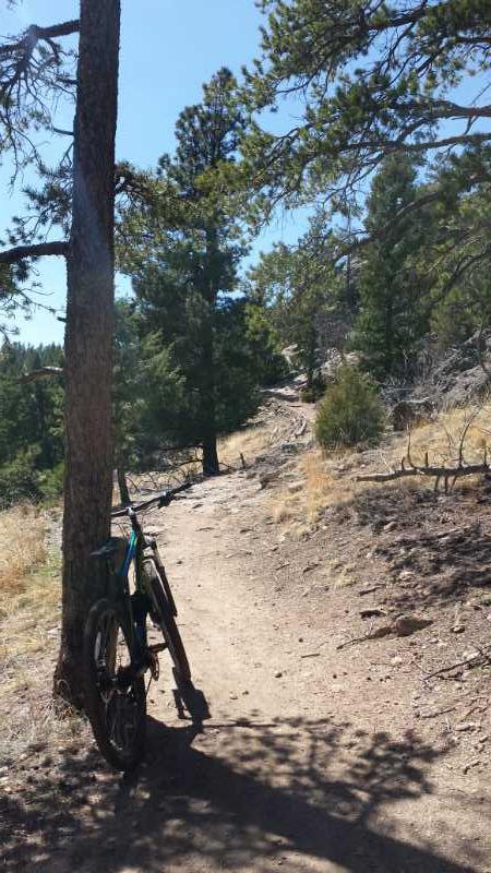 A mountain bike resting against a tree along a dirt trail surrounded by tall evergreens and sparse underbrush. The path curves gently ahead, with clear blue skies above. 3 Sisters / Alderfer mountain bike trail.