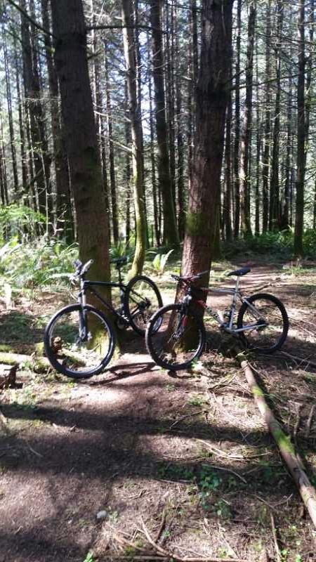 Two mountain bikes are leaning against trees in a lush, forested area. Sunlight filters through the canopy, casting dappled shadows on the ground covered with leaves and small plants. The scene conveys a sense of adventure and outdoor exploration. North Fort Lewis mountain bike trail.