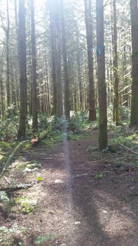 A peaceful forest path lined with tall trees, dappled sunlight filtering through the canopy. Lush green ferns and fallen branches adorn the forest floor, creating a serene and inviting atmosphere. North Fort Lewis mountain bike trail.