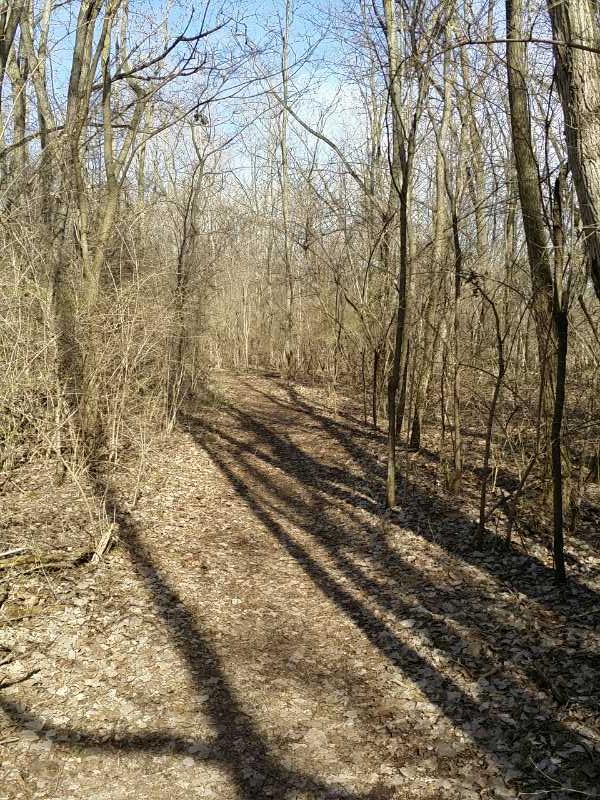 A narrow dirt path winding through a sparse wooded area, surrounded by trees with bare branches. Sunlight filters through the canopy, casting shadows on the ground covered with fallen leaves. The sky is partly cloudy, hinting at a serene, tranquil nature scene. Castalia Quarry Reserve mountain bike trail.