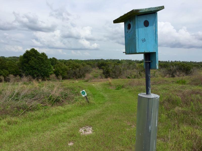 A blue birdhouse shaped like a smiling face stands on a tall post along a grassy path. In the background, lush greenery and trees extend towards a cloudy sky, while a small green sign is partially visible along the trail. Balm Boyette Scrub Preserve mountain bike trail.