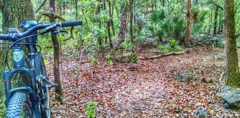 A mountain bike leaning against a tree in a lush, wooded area with a dirt path winding through fallen leaves and greenery. Paradise Trail mountain bike trail.