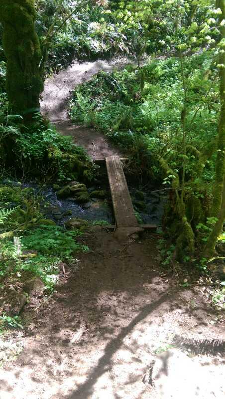 A wooden bridge crossing a small stream in a lush, green forest. The scene features rich vegetation, including ferns and moss-covered trees, and a winding dirt path leading into the background. Sunlight filters through the foliage, creating a serene and tranquil atmosphere. Stub Steward State Park mountain bike trail.